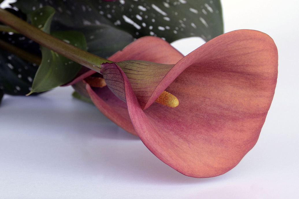 Blume des Monats November: die Calla!