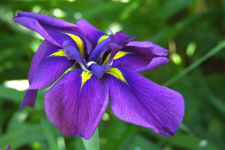 Blume des Monats Februar: die Iris!