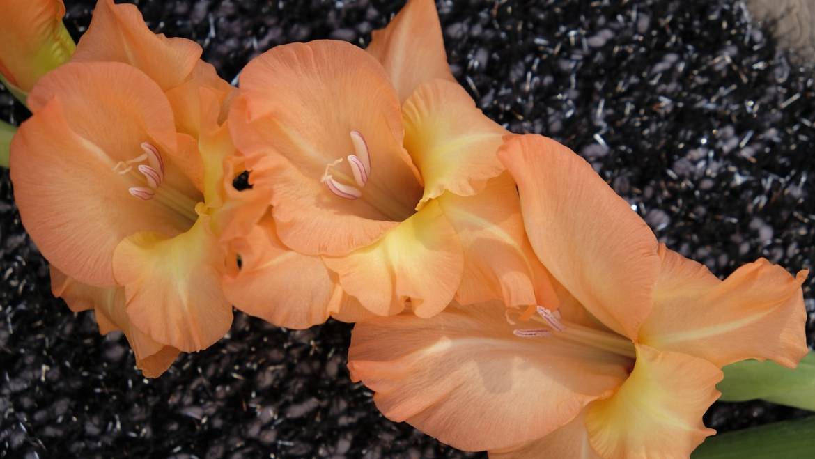 Blume des Monats August: die Gladiole