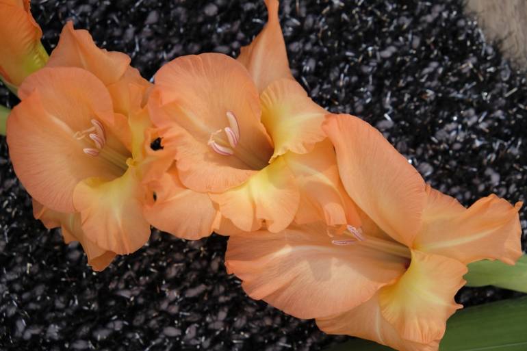 Blume des Monats August: die Gladiole